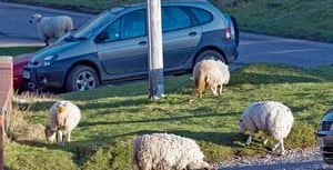 300 complaints about sheep