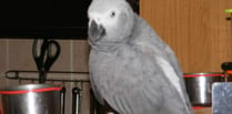 Couple offer reward for missing parrot