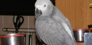 Couple offer reward for missing parrot