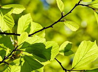 Tree feller told  to replant wood