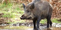 Boar numbers fall – but have they just wandered off?