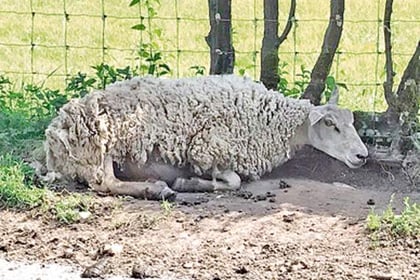 Sheep suffer as it hits 31 degrees