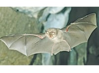 Kymin resident loses bid to lift bat protection ban on lighting