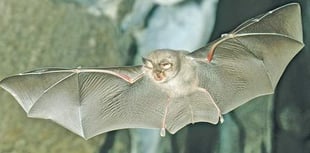 Kymin resident loses bid to lift bat protection ban on lighting