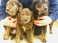 RSPCA launches appeal after pups found abandoned