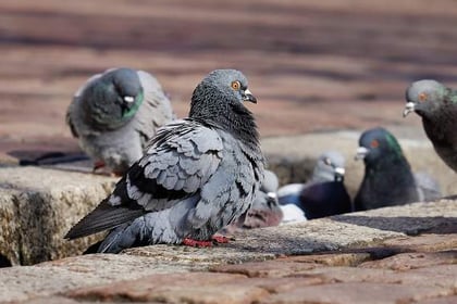Pigeons in the firing line