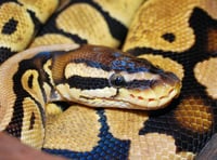 Escaped python was ‘not danger’