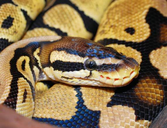 Escaped python was ‘not danger’