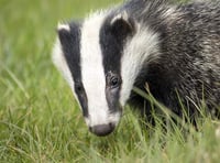 Pit fall badger saved from firing range