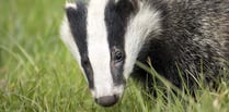 Pit fall badger saved from firing range