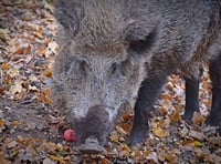 Boar cull ‘killing field’ claim