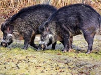 Boar population ‘holding steady’