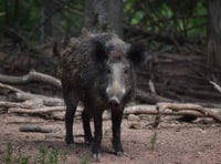 Researchers say boar pose threat to biodiversity