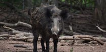 Researchers say boar pose threat to biodiversity