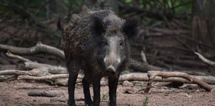 Researchers say boar pose threat to biodiversity