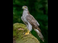 Police appeal after rare goshawk found shot