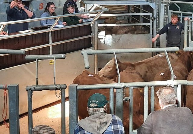 Ross Market livestock traded at impressive prices