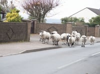 Concern sheep may be ‘suffering needlessly’