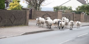 Concern sheep may be ‘suffering needlessly’