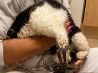 Appeal after cat’s leg caught in steel jaw trap