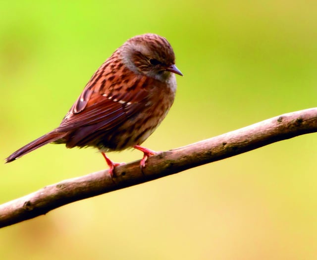 Expert reveals top tips for spotting summer wildlife