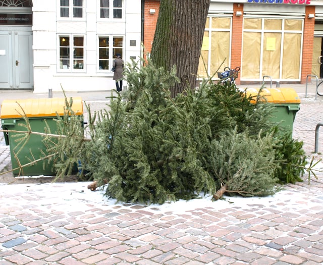 Don’t fly-tip your Christmas tree warns Forestry England 