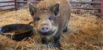 Village backs plan to rescue baby piglet