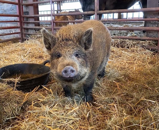 Village backs plan to rescue baby piglet