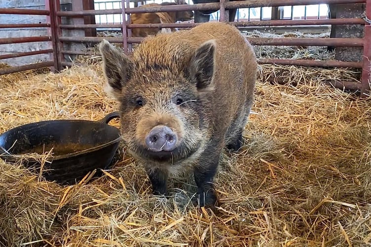 Betty the piglet