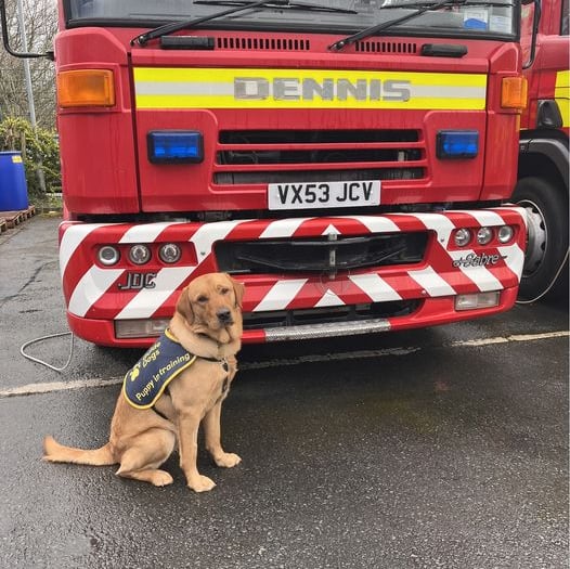 Eleven-month-old guide dog met fire engine that inspired his name