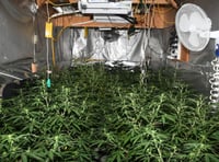 Cinderford cannabis farm shut down in police raid