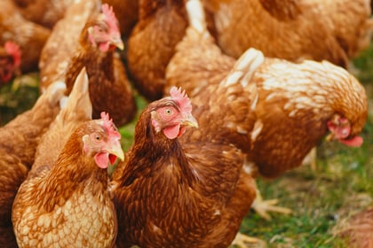 Mandatory housing measures for poultry and captive birds lifted