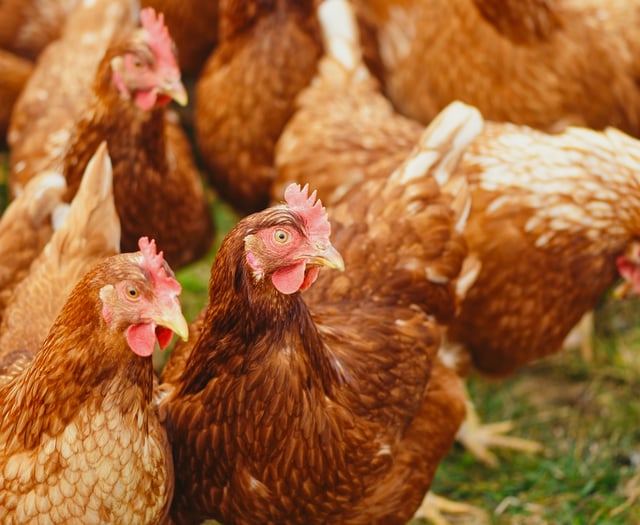 Farm given green light for 80,000 more chickens despite waste fears