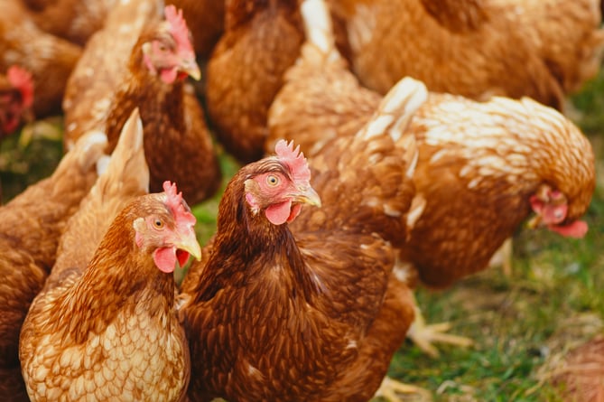 Chicken stock photo