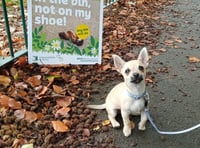 Dog ban from popular Monmouthshire walking spots under consideration 