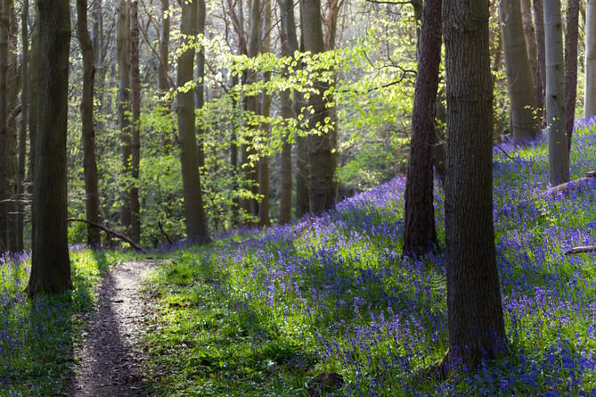 Bluebells