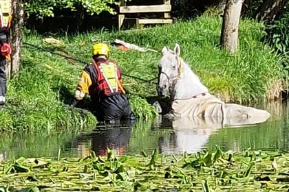 Fire service offers a helping hand to Harley the horse