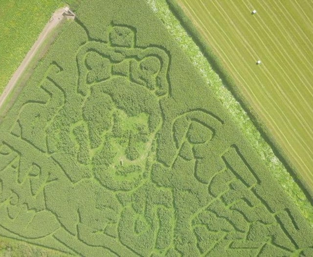 An a-maize-ing maze in the likeness of King Charles