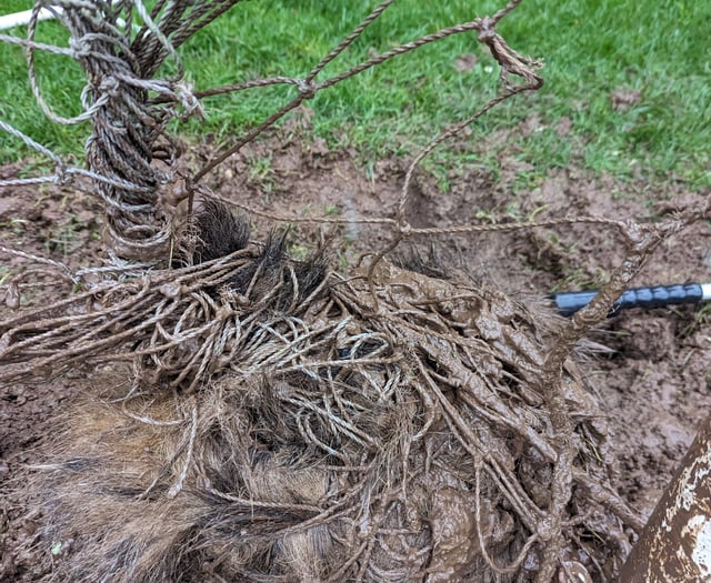 Badger rescued from football net at Wye Valley sports pitch