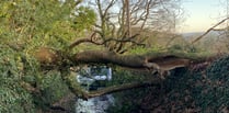 Fallen tree blocks Monmouth rural lane