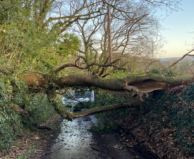 Fallen tree blocks Monmouth rural lane