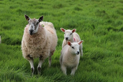 Police warning after attacks on sheep in Forest
