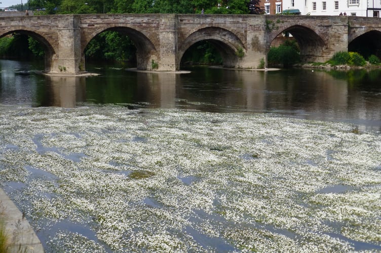 Photo of flowering ranunculus weed bed (credit Phil Wilson) 3.jpeg