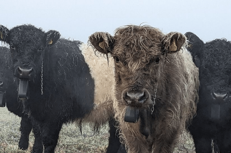 Belted Galloway steers have been introduced to the Parkend Community Orchard. Picture: Forestry England/Crown Copyright.