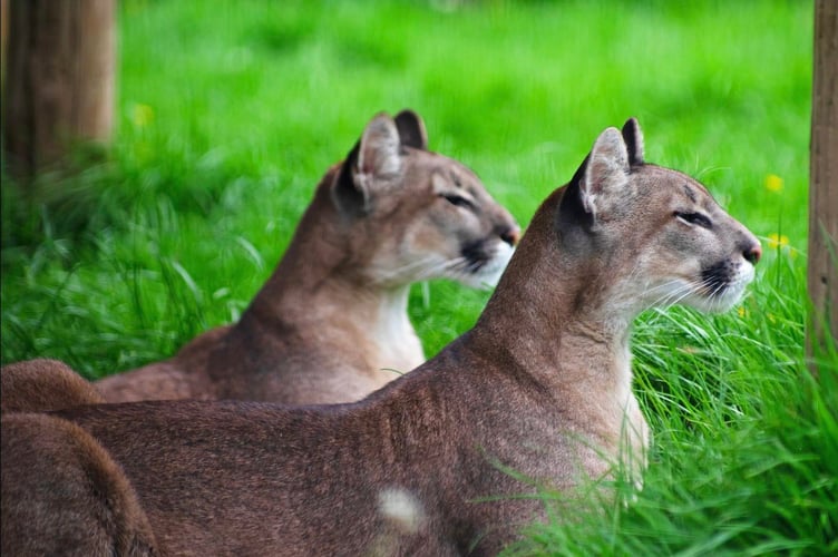 Other mountain lions already living at the sanctuary survey their surroundings