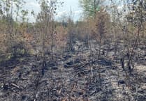 Thousands of trees damaged in forest fire
