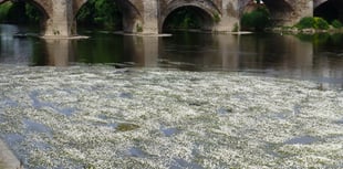 Join the No Win No Fee action against pollution on River Wye