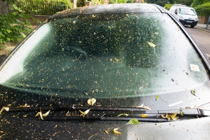 Avoid damaging your car by using online hacks to clean tree sap