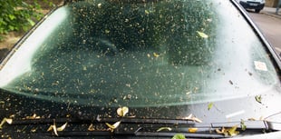 Avoid damaging your car by using online hacks to clean tree sap