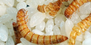 Act quickly if you find a creepy crawly in your food cupboard